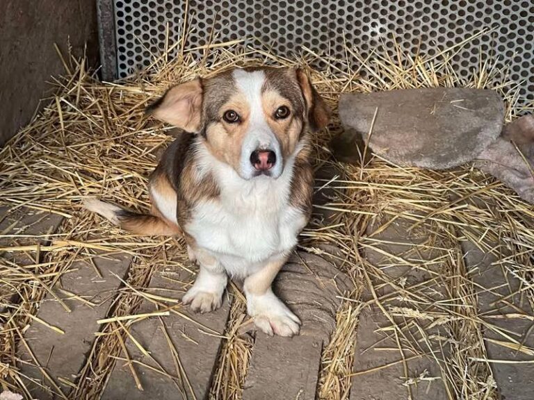 Hugo 21.01 (6)