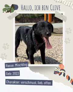 Blau beige zerrissen steckbrief haustier foto instagram post