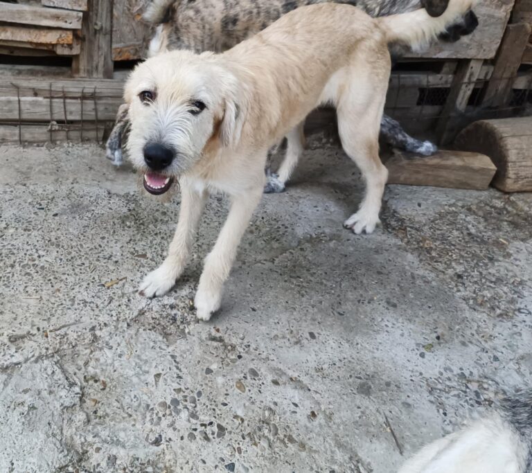 Messenger creation 09a3acce 6b9e 4435 893d 05951cf7c985