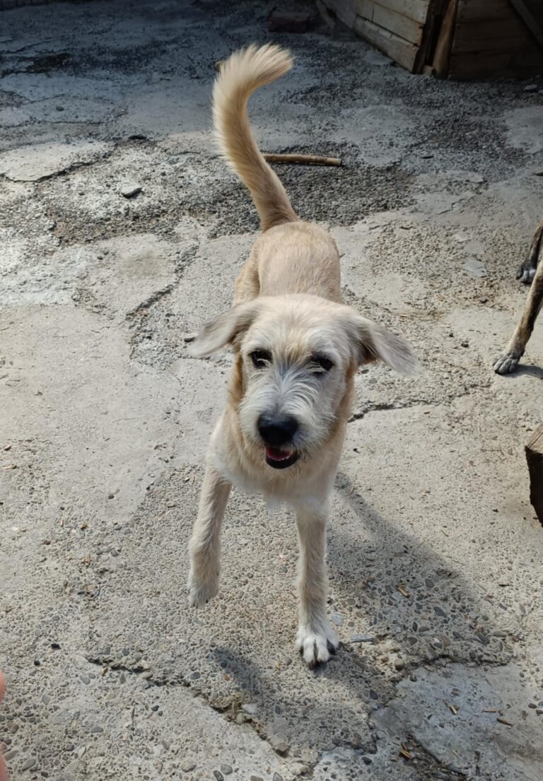 Messenger creation 15376af2 ac72 43e0 bc8e bccc288f5b51