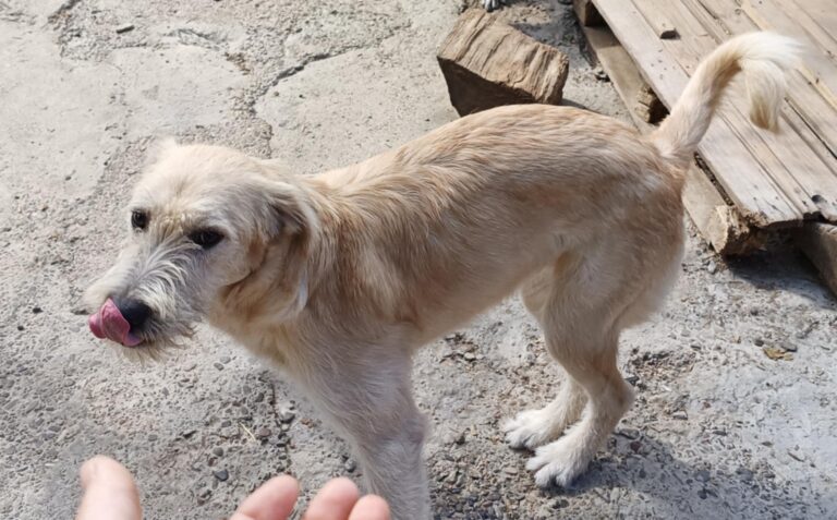 Messenger creation 1e04d1de cc4c 452c a1ad 12afd0477d4c