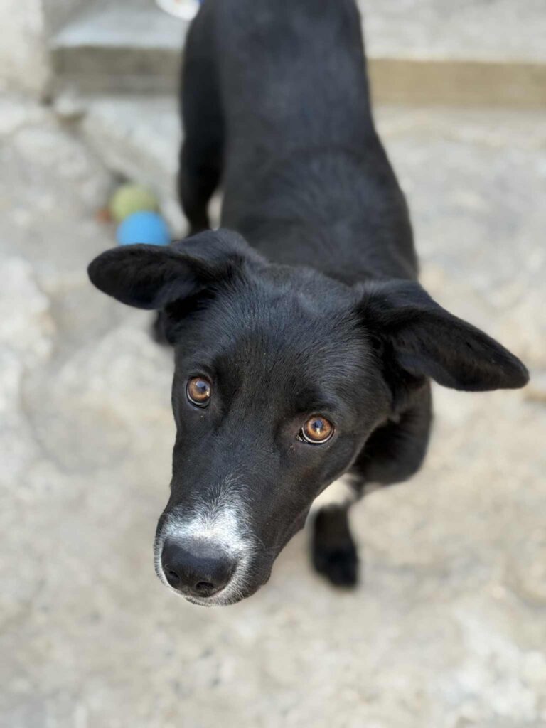 Messenger creation 40486f21 77cd 473a bc2c 556ad312f46c