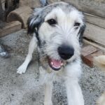 Messenger creation 4f0c8c38 91f0 44ac 8c1a b16911a7d09d