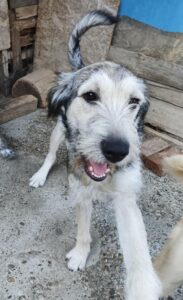 Messenger creation 4f0c8c38 91f0 44ac 8c1a b16911a7d09d