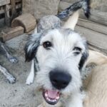 Messenger creation 532847a4 cf7f 45c2 b3cd 0b867ccd7796