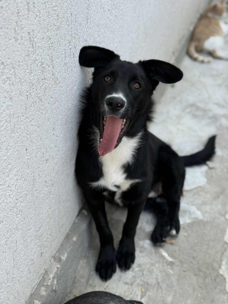 Messenger creation 7398f4a9 5d30 44c1 9804 a7b547c0164f