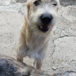 Messenger creation 8c7c14da fd21 4f92 bcb1 3af32d115150