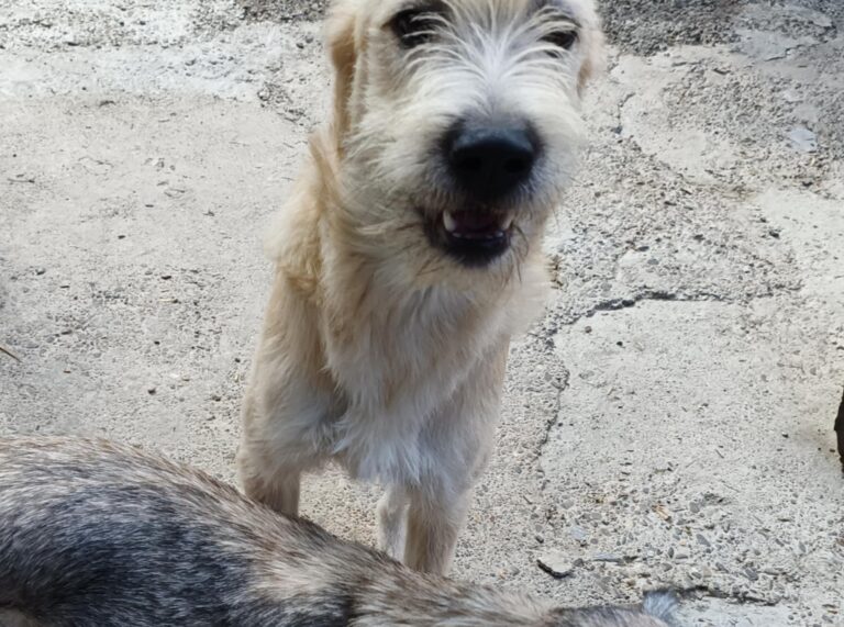 Messenger creation 8c7c14da fd21 4f92 bcb1 3af32d115150