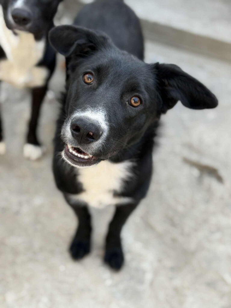 Messenger creation a4446d6e b6be 43a6 b795 c01e5455f58e