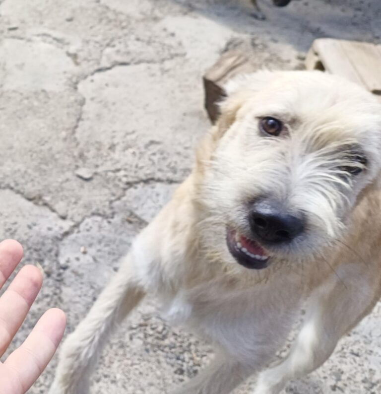 Messenger creation ab3aac00 7acd 473e 90cd 9b7224447654