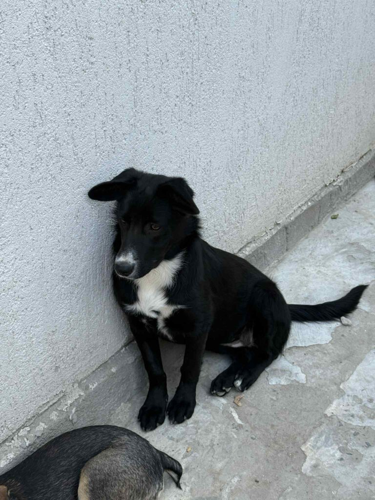 Messenger creation de061b91 4e9c 48f8 b549 faac7fae072e