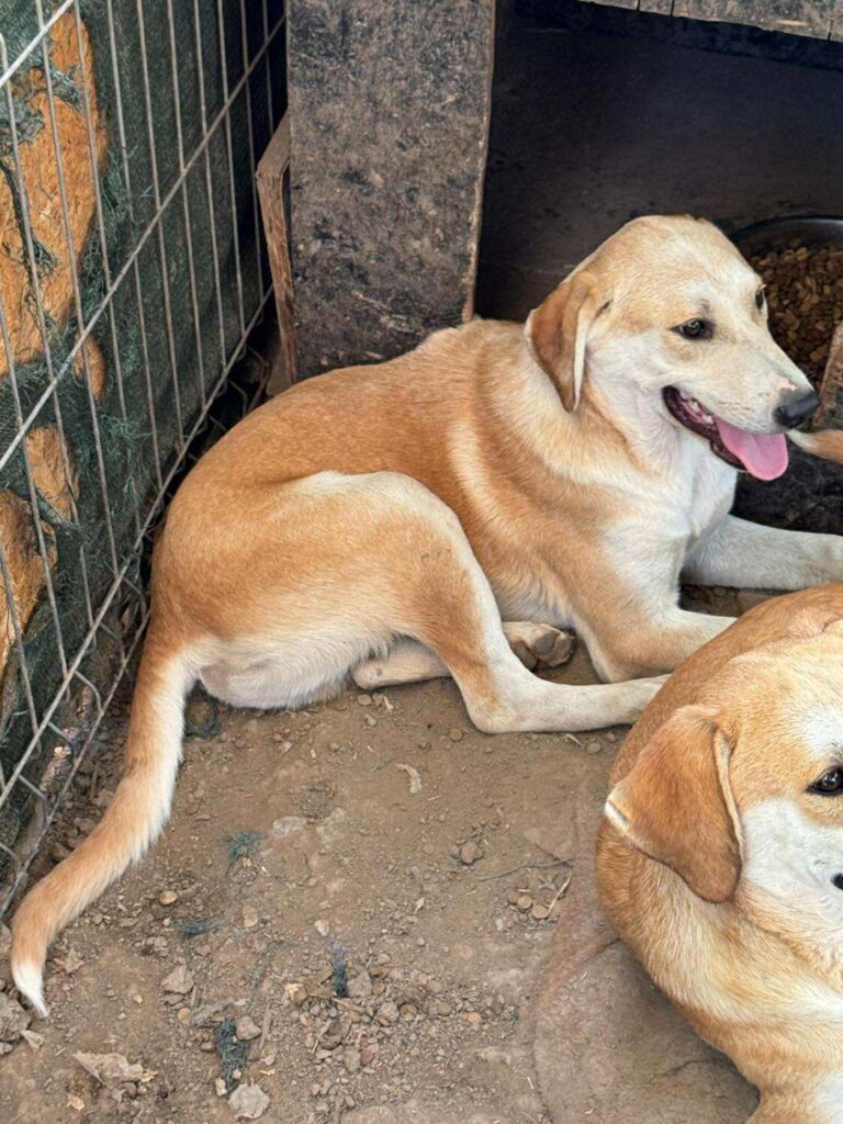 Received 1303167001310172