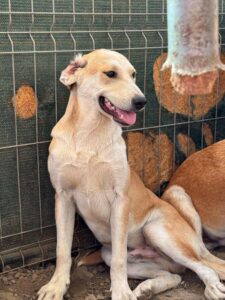 Received 24487474027610714