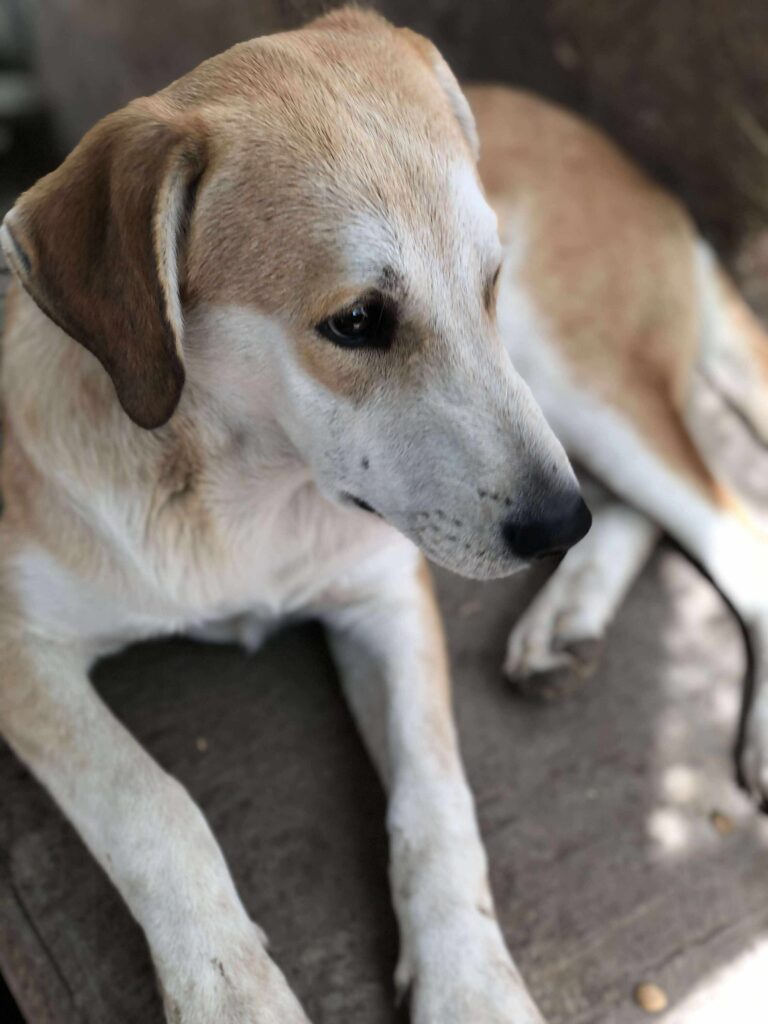 Received 4272599823063319