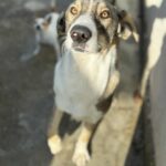 Messenger creation 1253ae44 ae8c 47d5 b36b 468d5915e9aa