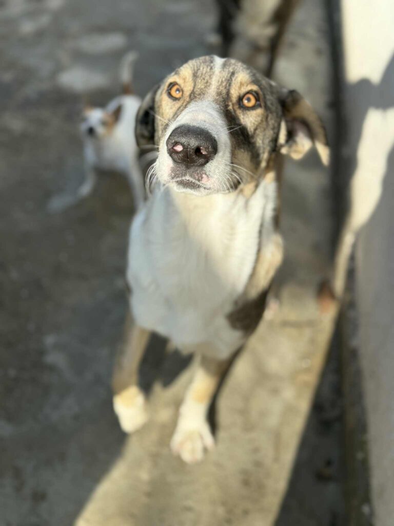 Messenger creation 1253ae44 ae8c 47d5 b36b 468d5915e9aa