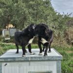 Messenger creation 1a761a9d bc1c 40c8 96c7 b6b56030287b