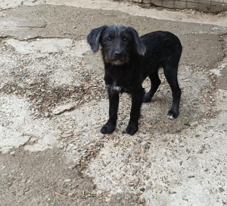 Messenger creation 227b753d 6982 4fc8 b9b7 122476c92040