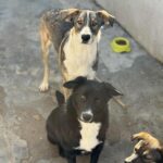 Messenger creation 3ba8d1b2 a2c5 4e26 a38b 39584b222831