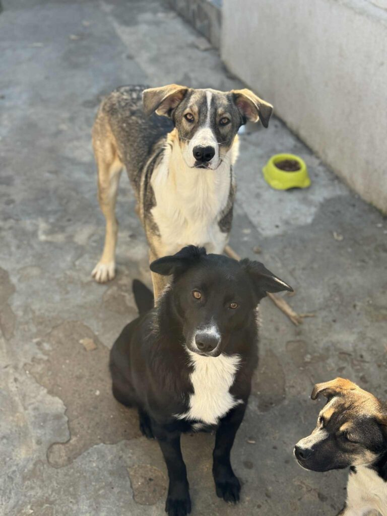 Messenger creation 3ba8d1b2 a2c5 4e26 a38b 39584b222831