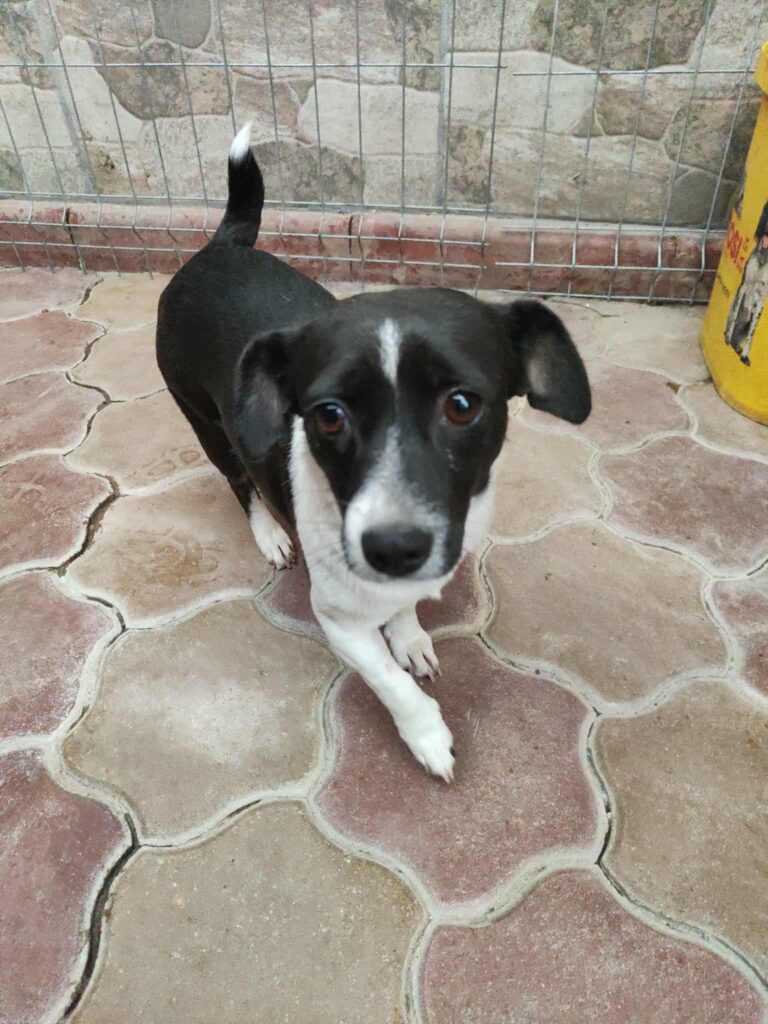 Messenger creation 436a2bb7 37c3 48b2 a662 2b7a3146dca8