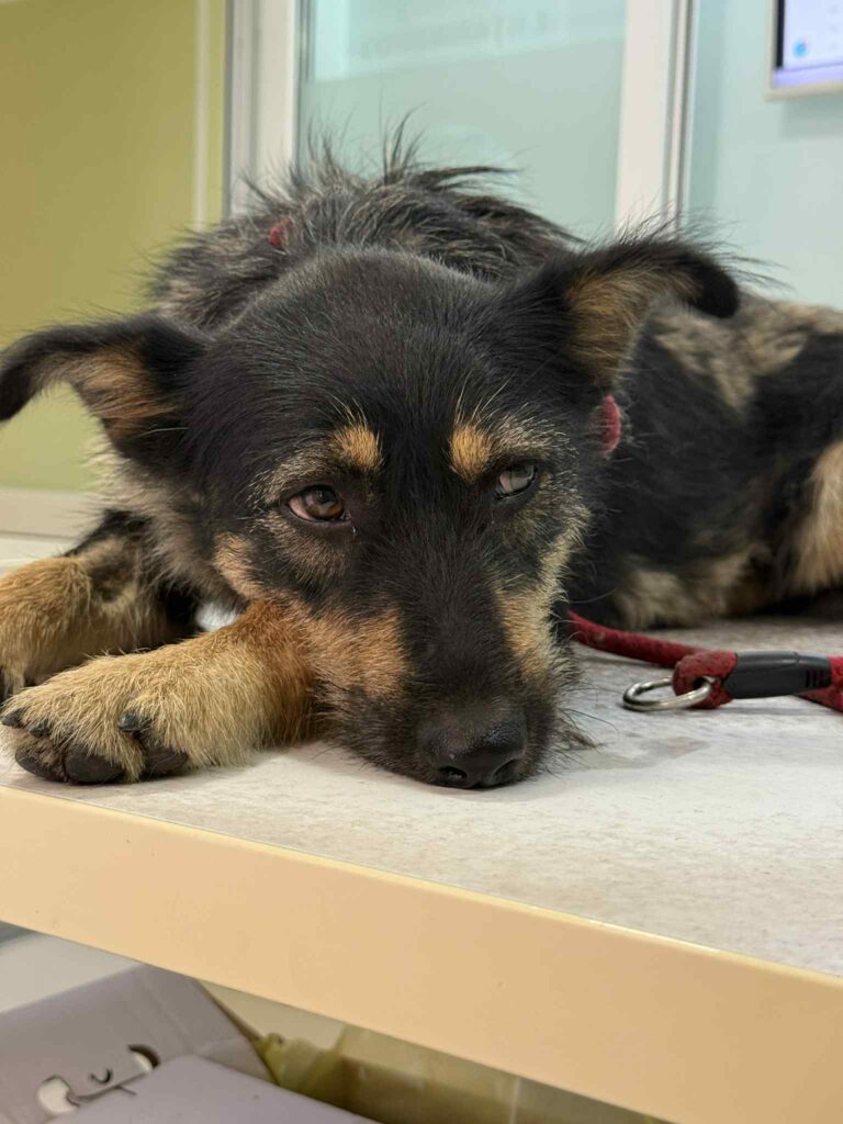 Messenger creation 654f2216 5829 4780 b581 fd54f9691ddc