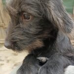 Messenger creation 6dfcc32f e88a 4fd0 9566 c04be364658d