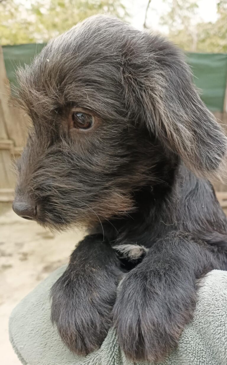 Messenger creation 6dfcc32f e88a 4fd0 9566 c04be364658d