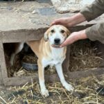 Messenger creation 729856960077420