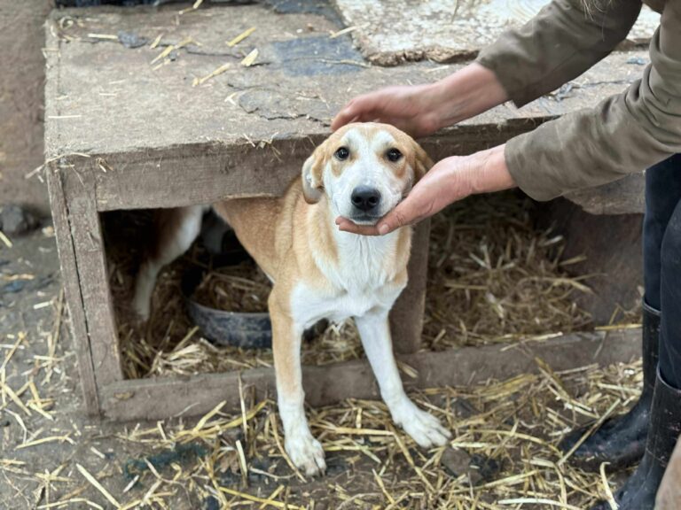 Messenger creation 729856960077420