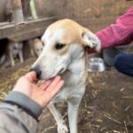 Messenger creation 744001178662548