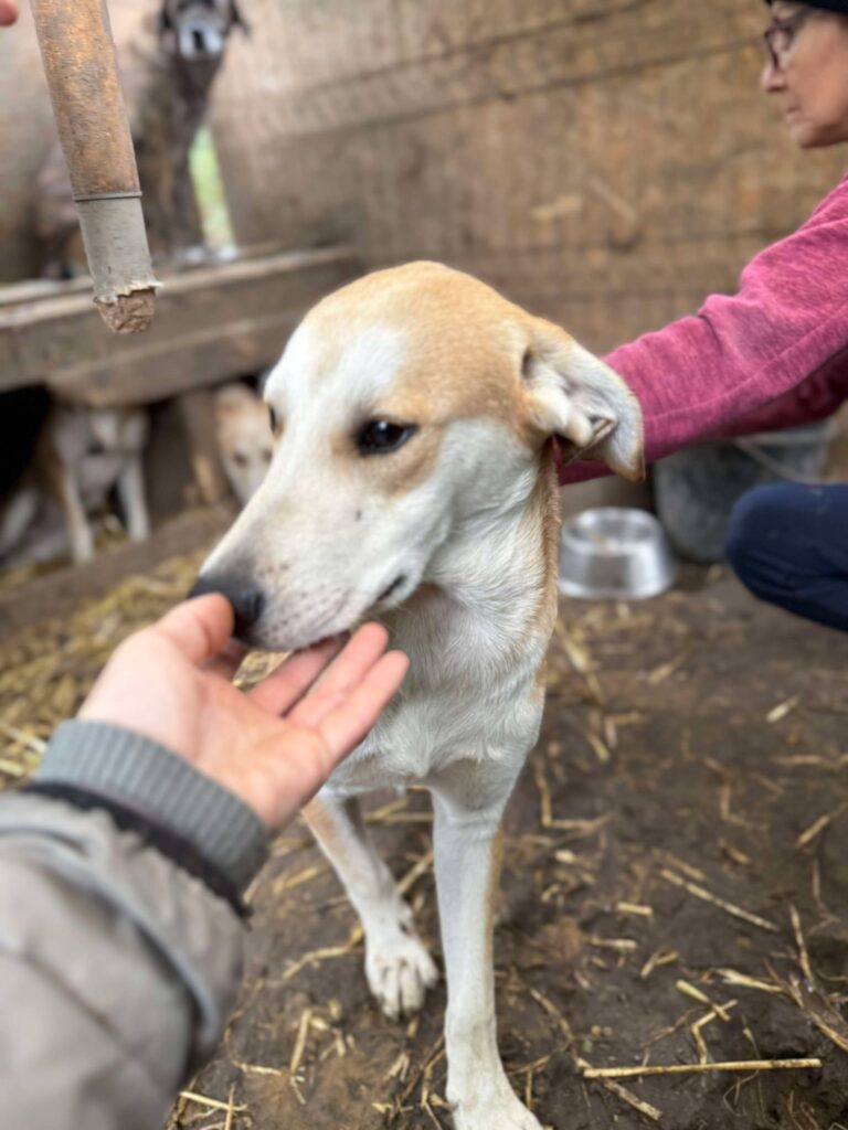 Messenger creation 744001178662548