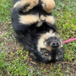 Messenger creation 932f8716 e306 4831 bdce c447e3540ec0