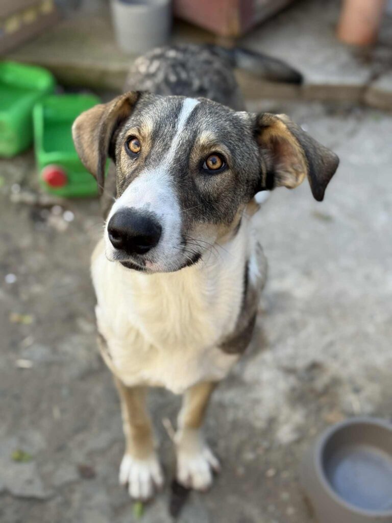 Messenger creation a0970bd9 2f30 48f8 a66f 713ce5872038