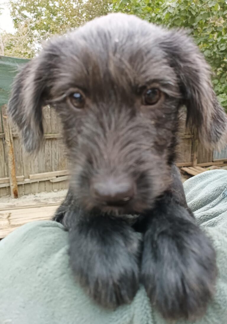 Messenger creation af4e7ee6 ed17 49eb ad02 3859572fe04c