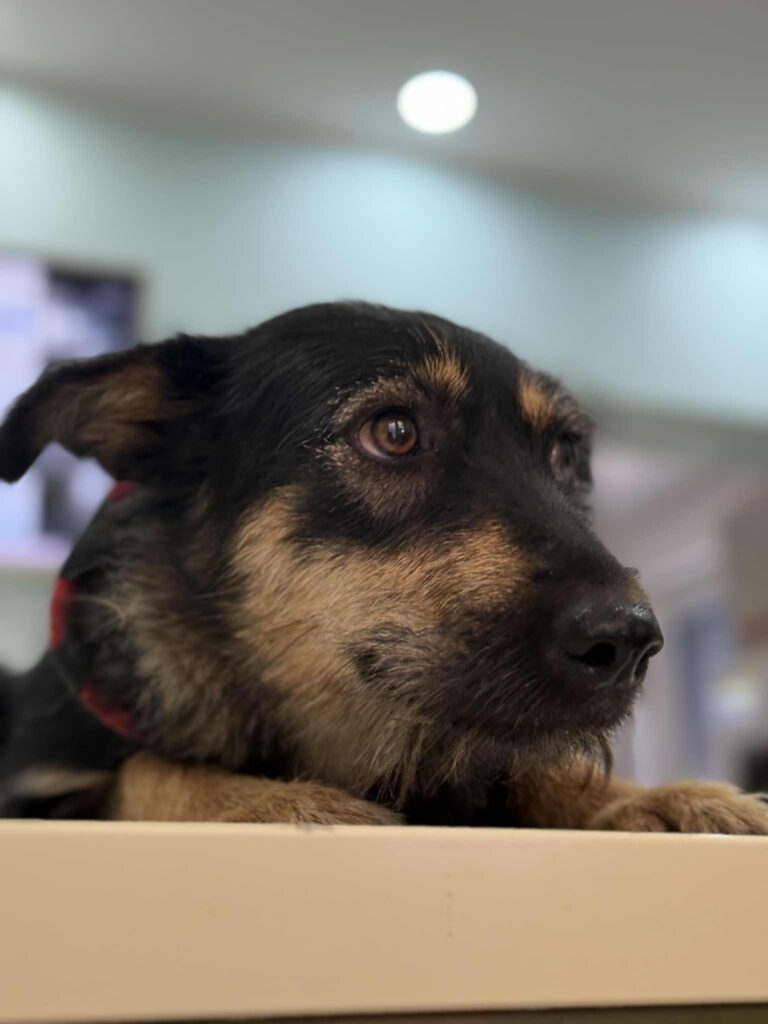 Messenger creation f701b1b3 3651 4783 926f b34427749dfa