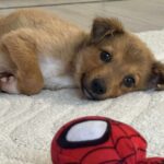 Received 1729735011074123