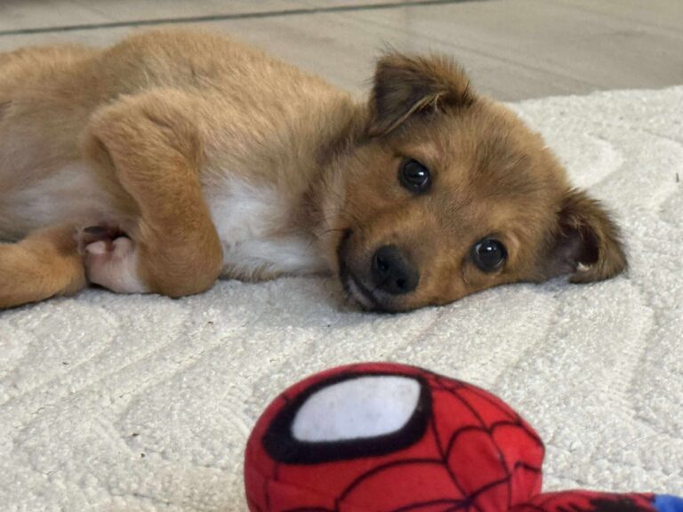 Received 1729735011074123