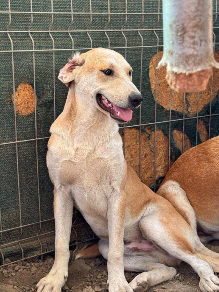 Received 24487474027610714