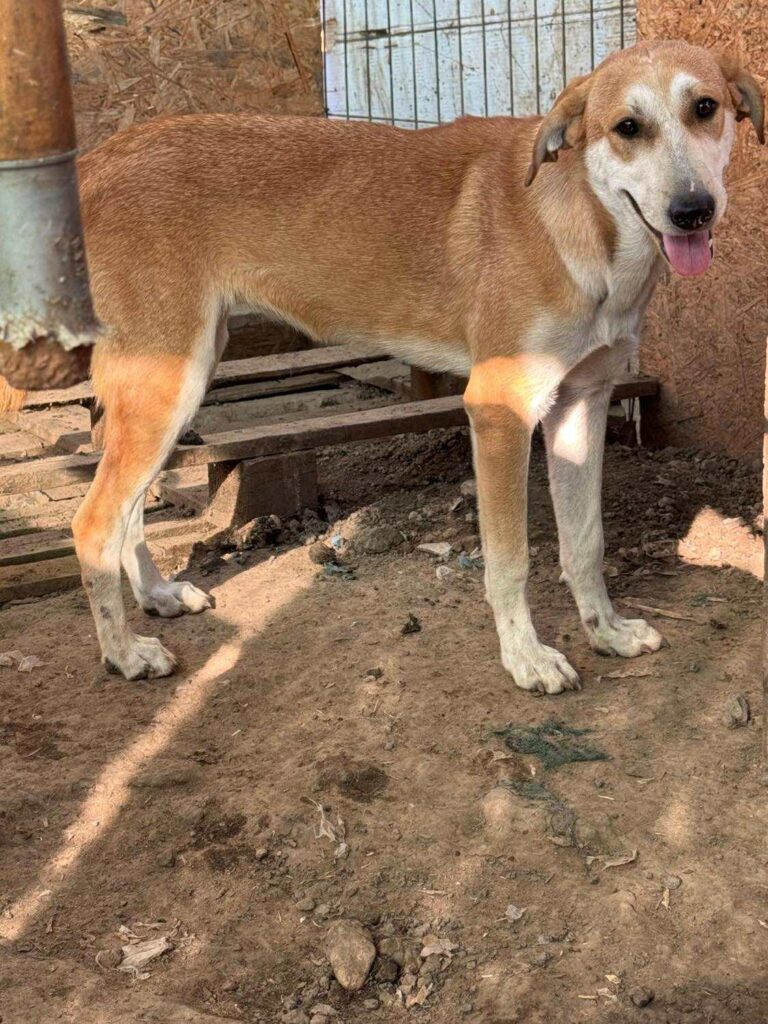 Received 3330098310482418