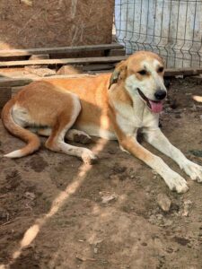 Received 801778209477882