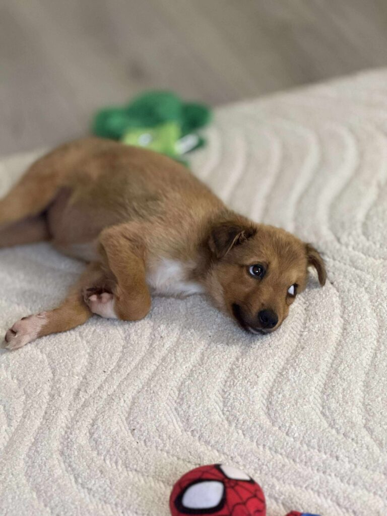 Received 830942929373949