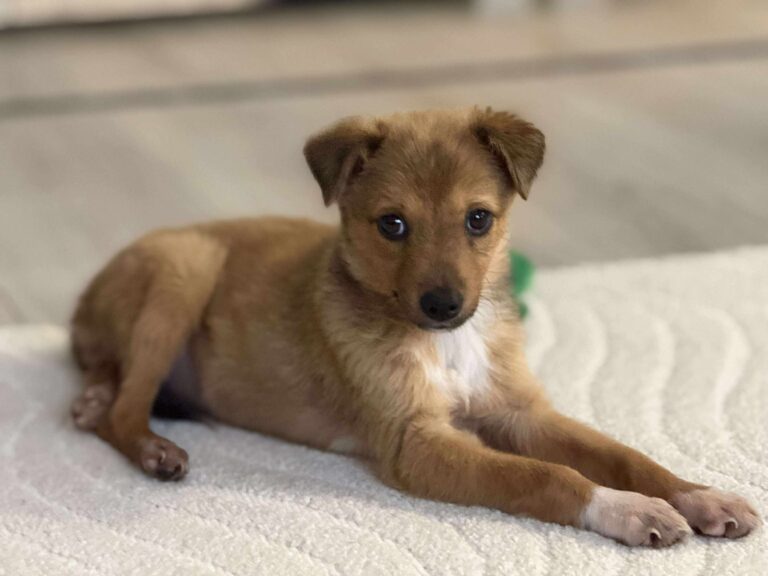 Received 834835482306599