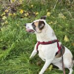 Fb img 1762849850302