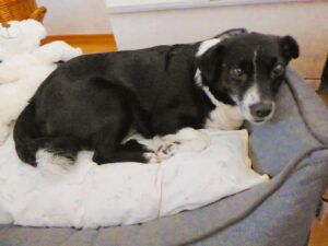 Mäuschen (vormals gertrud)