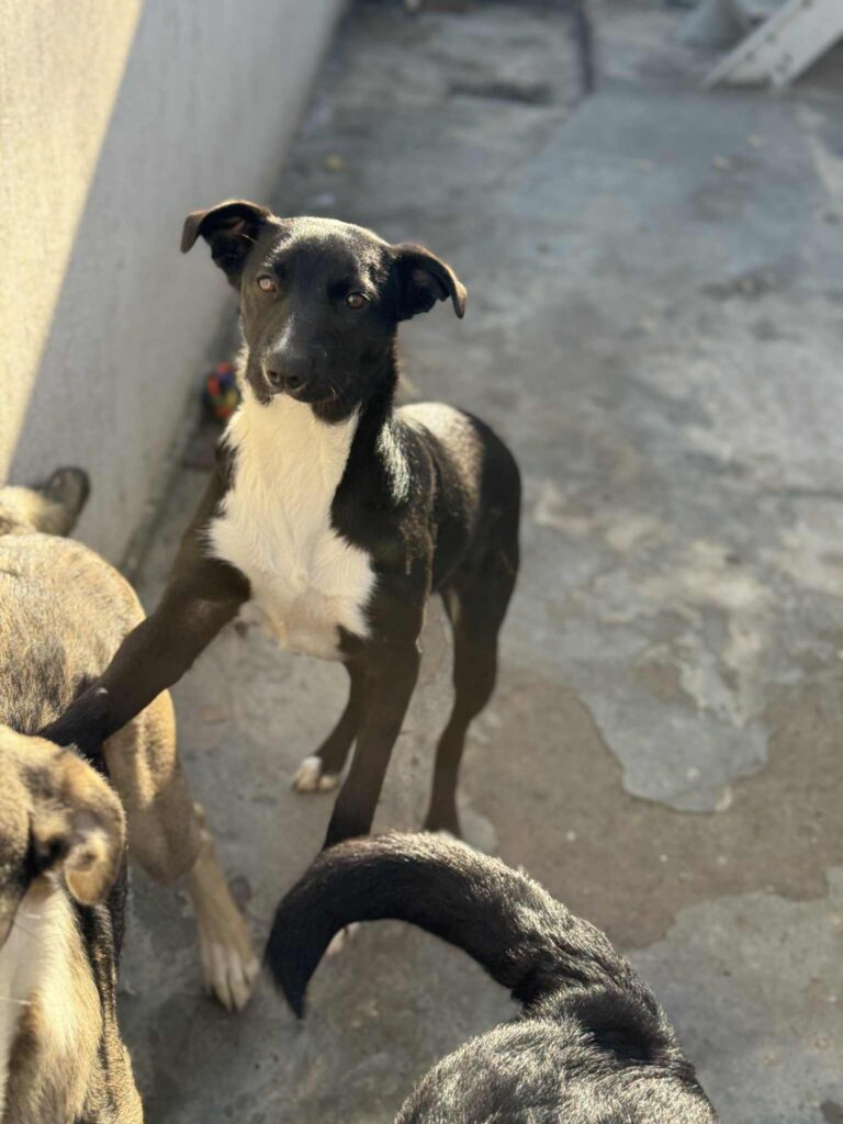 Messenger creation 14b274b6 cdd6 459d 89c6 a2db7796fb89