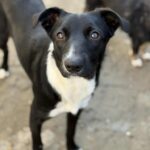 Messenger creation 245a1cdf c95b 43a0 b8c4 3ed1f512189a