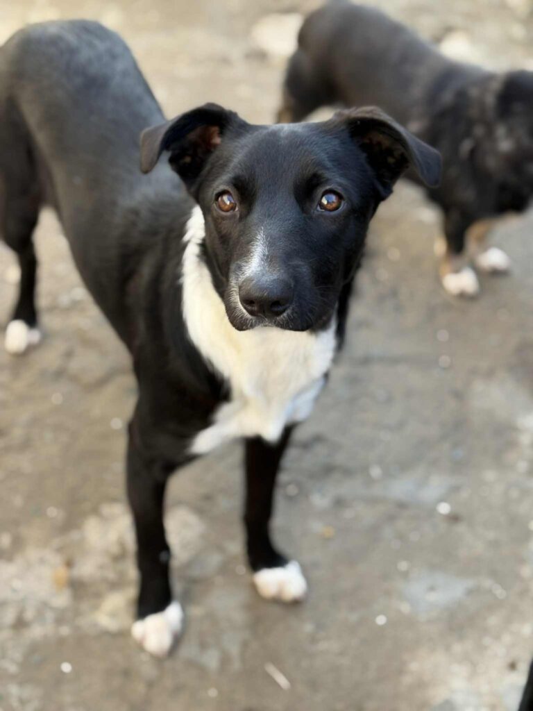 Messenger creation 2c6330e5 0604 40fe b139 6719f8f6c68a