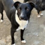 Messenger creation 2c6330e5 0604 40fe b139 6719f8f6c68a