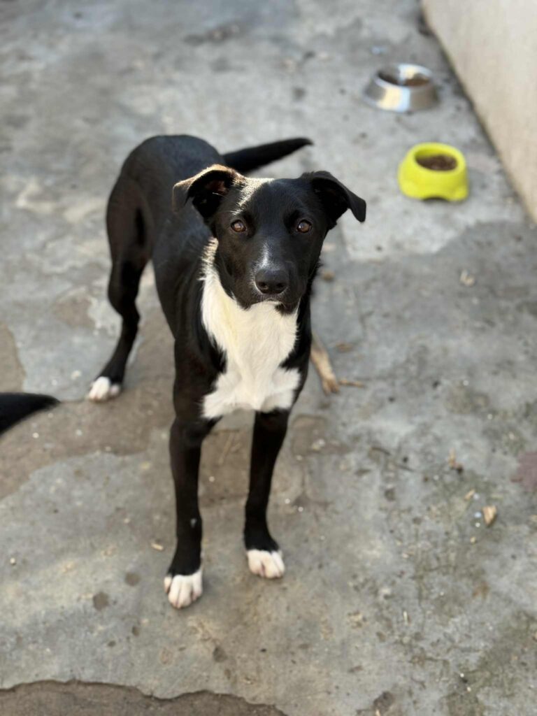 Messenger creation 41d6c6b4 dce1 49d5 8b97 5762a8b25e51